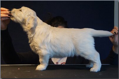 hodowla golden retriever