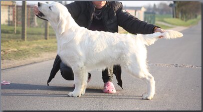 hodowla golden retriever